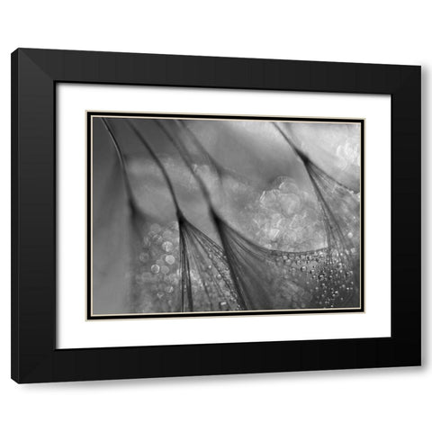 Dandelion Black Modern Wood Framed Art Print with Double Matting by Or, Keren