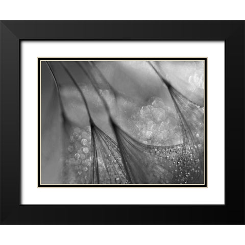Dandelion Black Modern Wood Framed Art Print with Double Matting by Or, Keren
