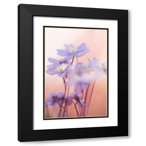 Spring Symphony Black Modern Wood Framed Art Print with Double Matting by Dvorak, Petra
