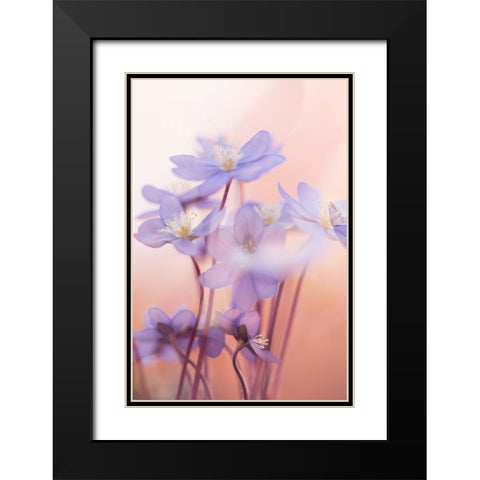 Spring Symphony Black Modern Wood Framed Art Print with Double Matting by Dvorak, Petra