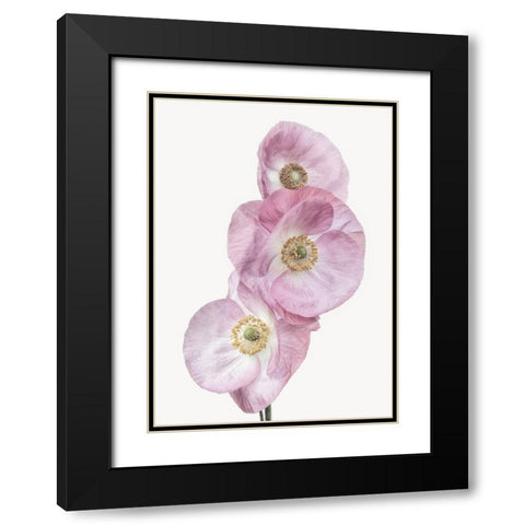 Poppies Black Modern Wood Framed Art Print with Double Matting by Gronkjar, Lotte