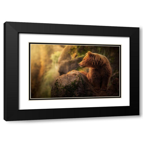 Brown bear during sunset Black Modern Wood Framed Art Print with Double Matting by Saavedra Ruiz, Sergio