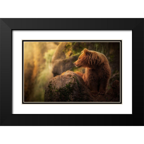 Brown bear during sunset Black Modern Wood Framed Art Print with Double Matting by Saavedra Ruiz, Sergio