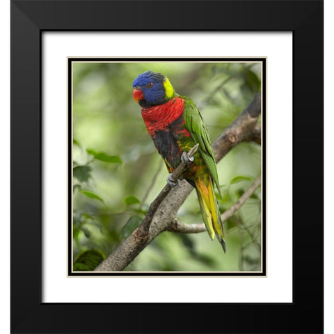 Rainbow Lory or Green Naped Lory Black Modern Wood Framed Art Print with Double Matting by Fitzharris, Tim