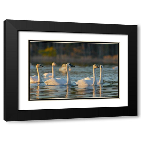 Trumpeter Swans-Magness Lake-Arkansas Black Modern Wood Framed Art Print with Double Matting by Fitzharris, Tim
