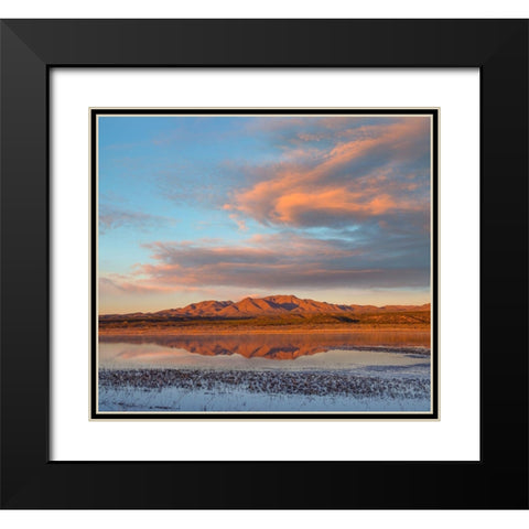 Crane Pool at Bosque del Apache NWR -NM Black Modern Wood Framed Art Print with Double Matting by Fitzharris, Tim