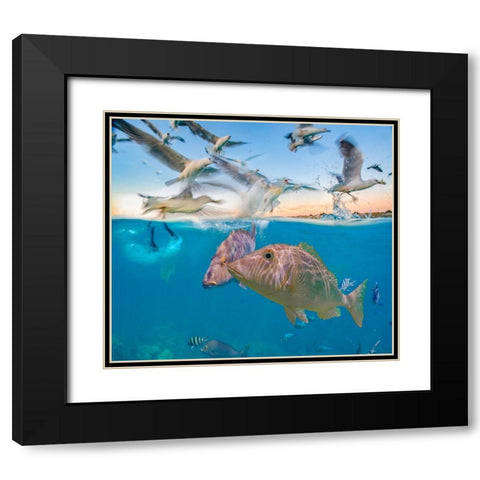 Snapper and Gulls-Coral Coast-Western Australia Black Modern Wood Framed Art Print with Double Matting by Fitzharris, Tim