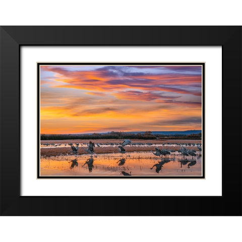 Sandhill Cranes-Bosque del Apache NWR New Mexico Black Modern Wood Framed Art Print with Double Matting by Fitzharris, Tim