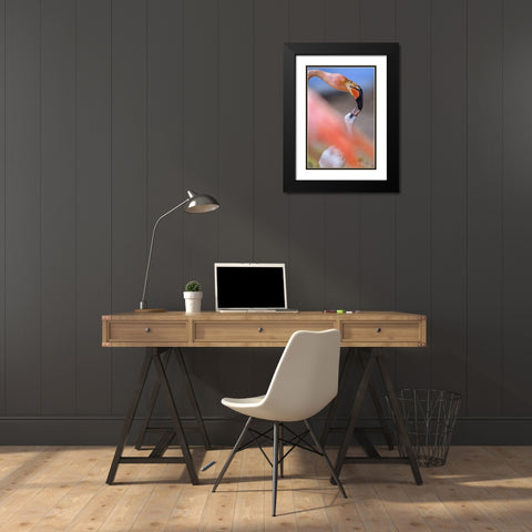 Carribean Greater Flamingo with Chick Black Modern Wood Framed Art Print with Double Matting by Fitzharris, Tim