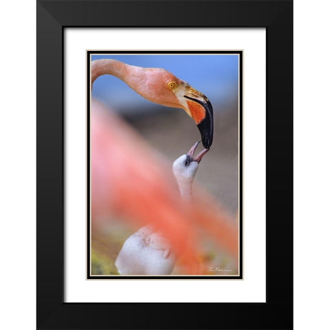 Carribean Greater Flamingo with Chick Black Modern Wood Framed Art Print with Double Matting by Fitzharris, Tim