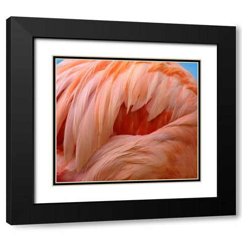Caribbean Greater Flamingo Black Modern Wood Framed Art Print with Double Matting by Fitzharris, Tim