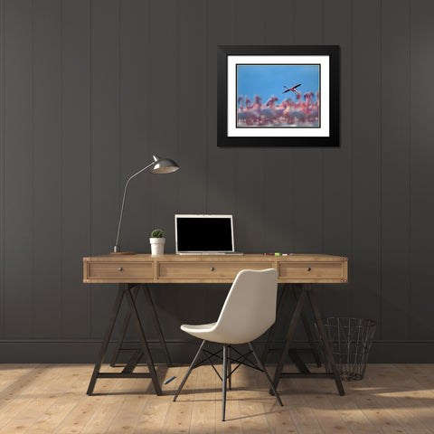 Lesser Flamingos-Lake Bogoria-Kenya Black Modern Wood Framed Art Print with Double Matting by Fitzharris, Tim