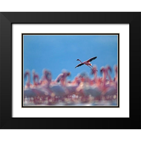 Lesser Flamingos-Lake Bogoria-Kenya Black Modern Wood Framed Art Print with Double Matting by Fitzharris, Tim