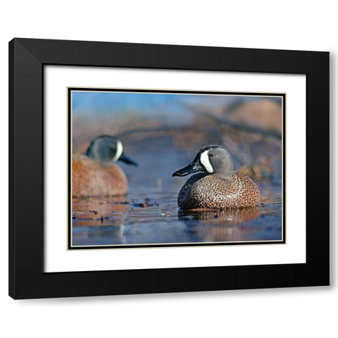 Blue-winged Teals Black Modern Wood Framed Art Print with Double Matting by Fitzharris, Tim