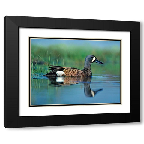 Blue-winged Teal Black Modern Wood Framed Art Print with Double Matting by Fitzharris, Tim