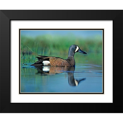 Blue-winged Teal Black Modern Wood Framed Art Print with Double Matting by Fitzharris, Tim