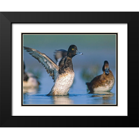 Lesser Scaup Duck I Black Modern Wood Framed Art Print with Double Matting by Fitzharris, Tim