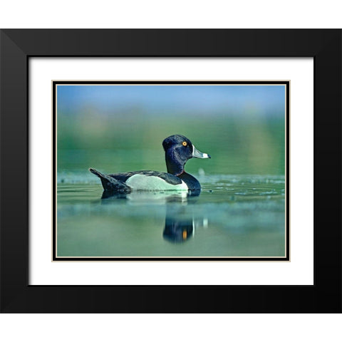 Ring-necked Duck Black Modern Wood Framed Art Print with Double Matting by Fitzharris, Tim