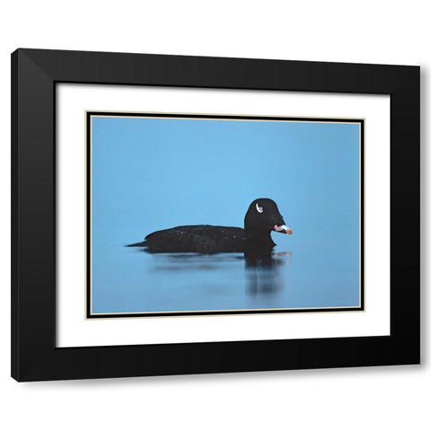 White-winged scoter-Esquimalt Lagoon-British Columbia Black Modern Wood Framed Art Print with Double Matting by Fitzharris, Tim