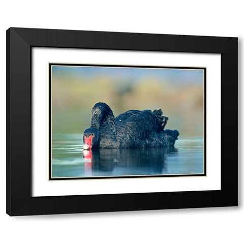 Black Swan Sipping Water Black Modern Wood Framed Art Print with Double Matting by Fitzharris, Tim