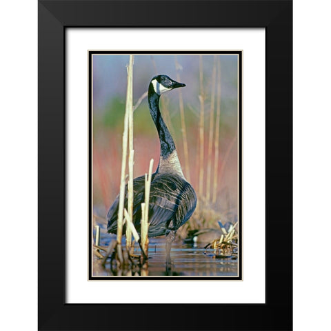 Canada Goose I Black Modern Wood Framed Art Print with Double Matting by Fitzharris, Tim
