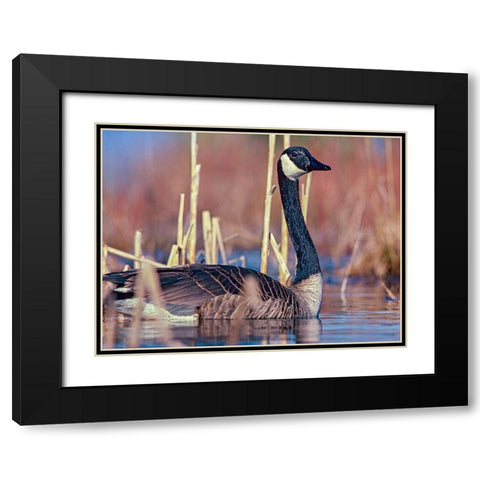 Canada Goose II Black Modern Wood Framed Art Print with Double Matting by Fitzharris, Tim