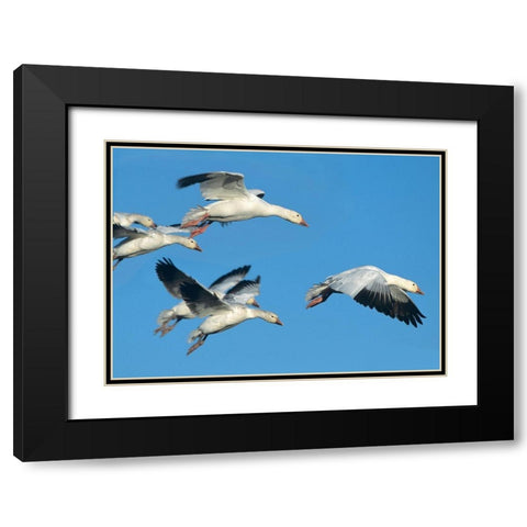Snow Geese in Flight Black Modern Wood Framed Art Print with Double Matting by Fitzharris, Tim
