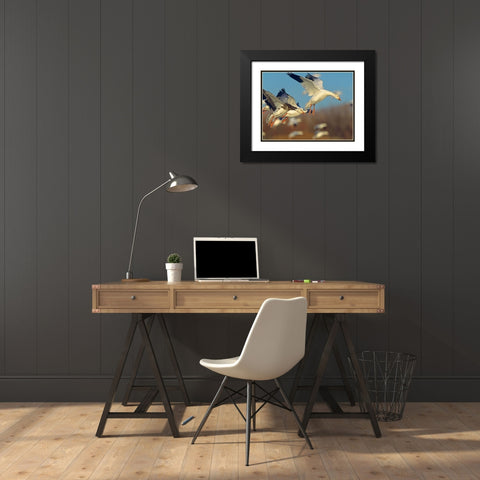 Snow Geese Landing Black Modern Wood Framed Art Print with Double Matting by Fitzharris, Tim