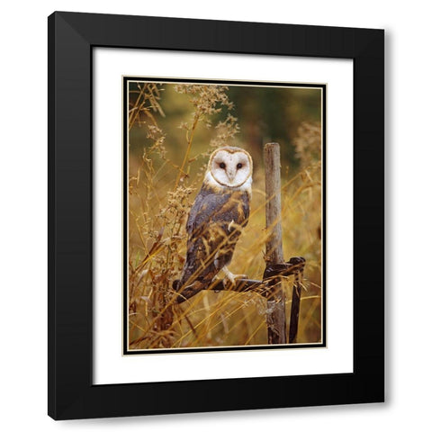 Barn Owl I Black Modern Wood Framed Art Print with Double Matting by Fitzharris, Tim