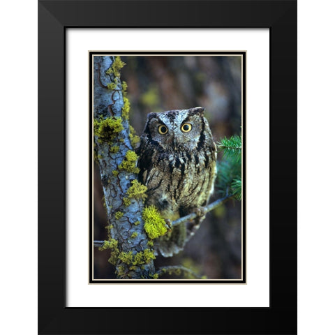 Western Screech Owl I Black Modern Wood Framed Art Print with Double Matting by Fitzharris, Tim