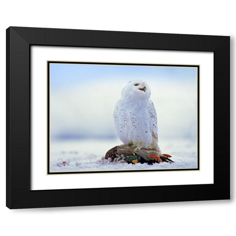 Snowy Owl with Mallard Black Modern Wood Framed Art Print with Double Matting by Fitzharris, Tim