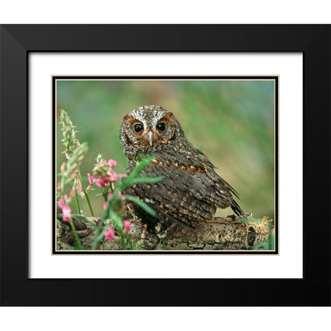 Flammulated Owl I Black Modern Wood Framed Art Print with Double Matting by Fitzharris, Tim