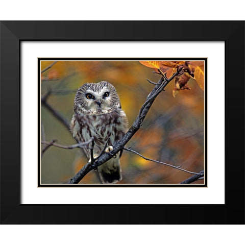 Northern Saw-whet Owl Black Modern Wood Framed Art Print with Double Matting by Fitzharris, Tim