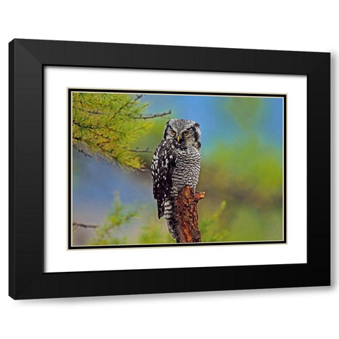Northern Hawk Owl Black Modern Wood Framed Art Print with Double Matting by Fitzharris, Tim
