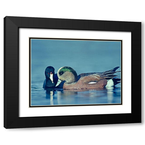 Coot Hoping to Share Food with American Widgeon Drake Black Modern Wood Framed Art Print with Double Matting by Fitzharris, Tim