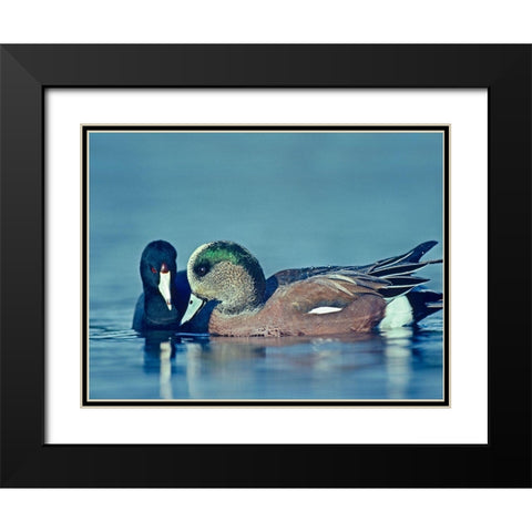 Coot Hoping to Share Food with American Widgeon Drake Black Modern Wood Framed Art Print with Double Matting by Fitzharris, Tim