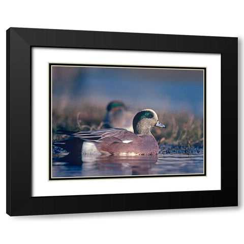 American Wigeon Drake with Hen Black Modern Wood Framed Art Print with Double Matting by Fitzharris, Tim