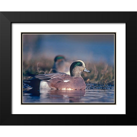 American Wigeon Drake with Hen Black Modern Wood Framed Art Print with Double Matting by Fitzharris, Tim