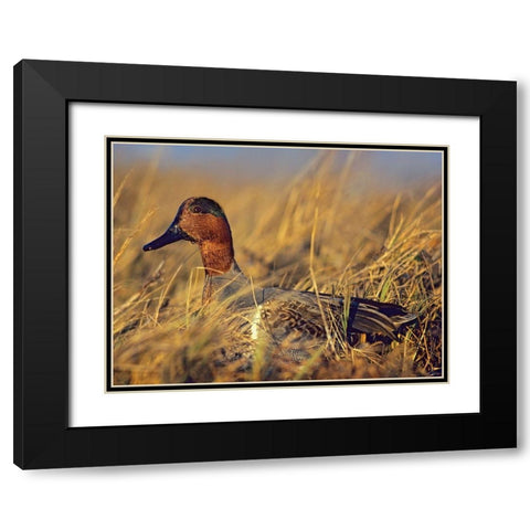 Green-winged Teal Drake Black Modern Wood Framed Art Print with Double Matting by Fitzharris, Tim