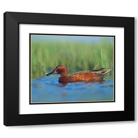 Cinnamon Teal Drake Black Modern Wood Framed Art Print with Double Matting by Fitzharris, Tim