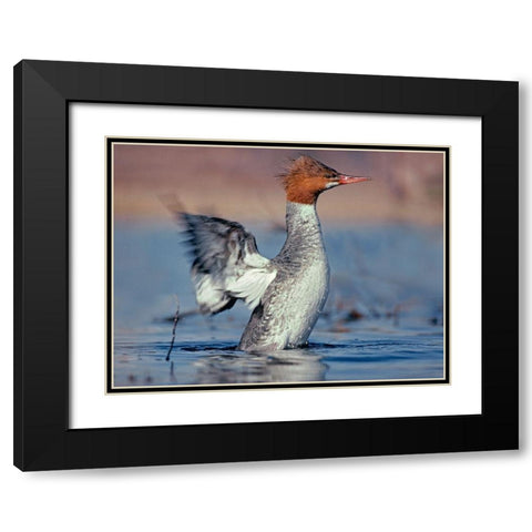 Common Merganser Black Modern Wood Framed Art Print with Double Matting by Fitzharris, Tim