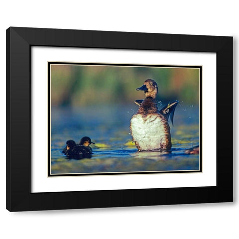 Lesser Scaup Female and Young Black Modern Wood Framed Art Print with Double Matting by Fitzharris, Tim