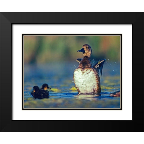Lesser Scaup Female and Young Black Modern Wood Framed Art Print with Double Matting by Fitzharris, Tim
