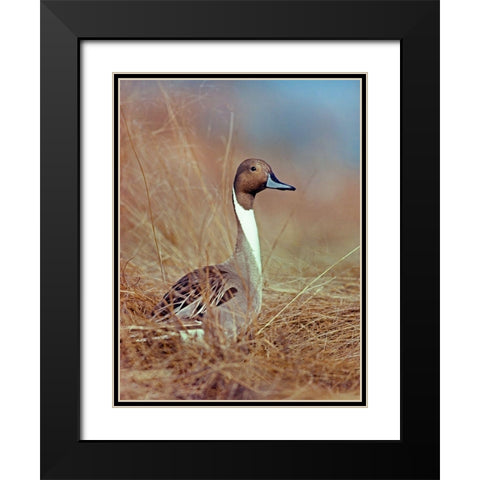 Northern Pintail Drake Black Modern Wood Framed Art Print with Double Matting by Fitzharris, Tim