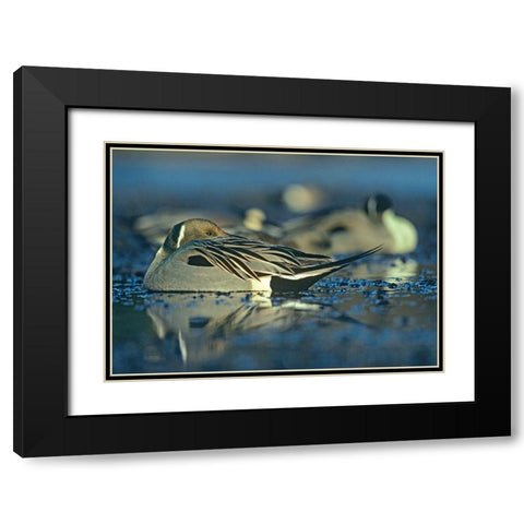 Northern Pintail Drake Snoozing Black Modern Wood Framed Art Print with Double Matting by Fitzharris, Tim