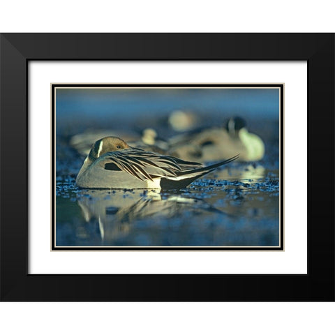 Northern Pintail Drake Snoozing Black Modern Wood Framed Art Print with Double Matting by Fitzharris, Tim