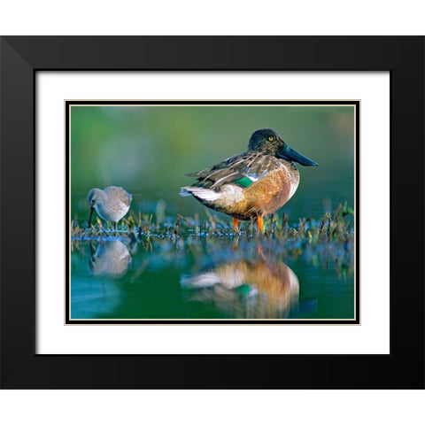 Northern Shoveler Drake with Sandpiper Black Modern Wood Framed Art Print with Double Matting by Fitzharris, Tim