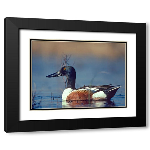 Northern Shoveler Drake Black Modern Wood Framed Art Print with Double Matting by Fitzharris, Tim