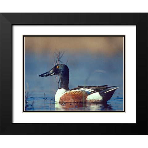 Northern Shoveler Drake Black Modern Wood Framed Art Print with Double Matting by Fitzharris, Tim