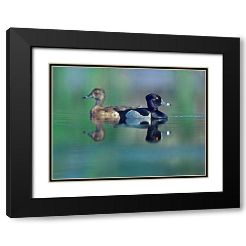 Ring-necked Drake and Hen Black Modern Wood Framed Art Print with Double Matting by Fitzharris, Tim